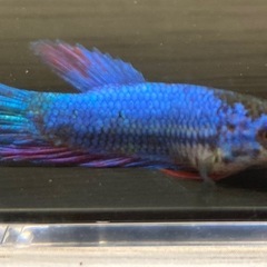 ベタ　プラカット♂　ペア売りの画像