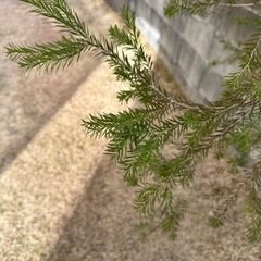 ティーツリー切り枝の画像