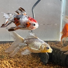 金魚　青文魚（セイブンギョ）の画像