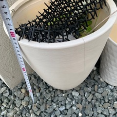 植木鉢　観葉植物　の画像