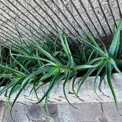 キダチアロエ 大型 植物の画像