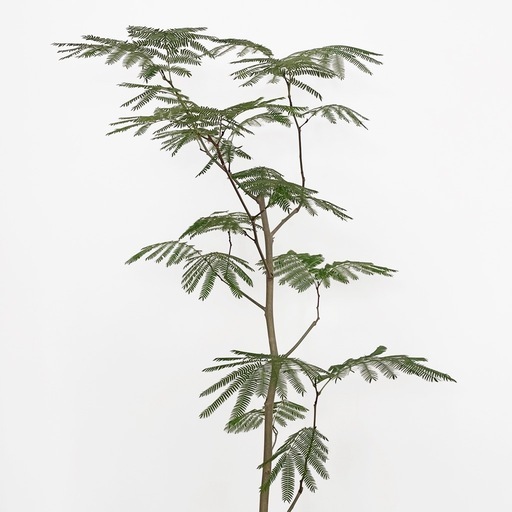 観葉植物 エバーフレッシュ