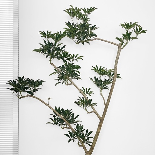 観葉植物 シェフレラ 210cm