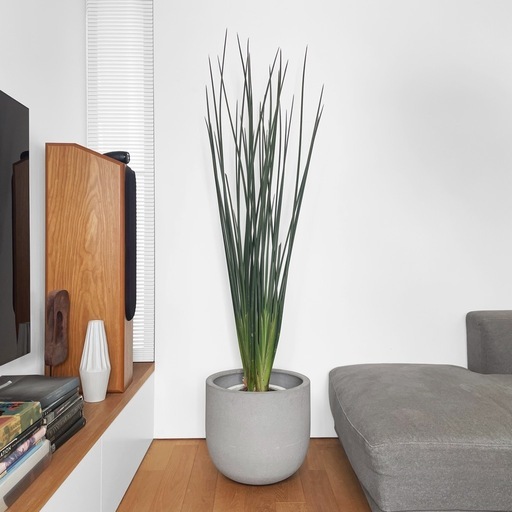 観葉植物 ストレリチア ノンリーフ