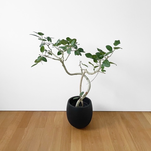 観葉植物 フィカス ベンガレンシス