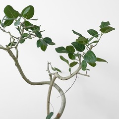 観葉植物 フィカス ベンガレンシスの画像