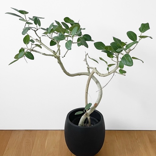 観葉植物 フィカス ベンガレンシス