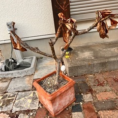 観葉植物　プルメリア　2本　鉢ごとの画像