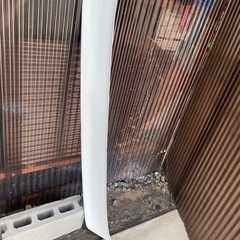 チンスポの画像