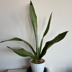 観葉植物（サンデリアーナ他2点）の画像