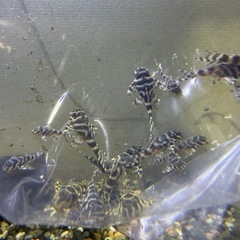 キンペコの画像