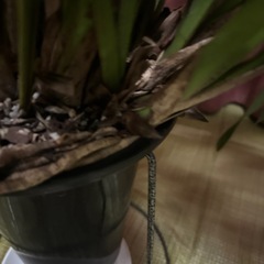 日本ミツバチ誘引蘭ミスマフェットの画像