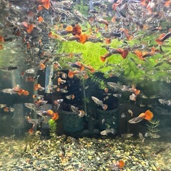 🐠国産グッピー レッドテールタキシード（ブラジルレッドファンテール） 1ペア350円 5ペア以上で1ペア250円 【在庫30ペア】自家繁殖個体　熱帯魚 国産 グッピー No.14の画像