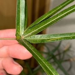 引取先決定  ボトルツリー  ハダニ洗浄済の画像