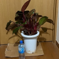 引取先決定 フィロデンドロン ロジョコンゴの画像