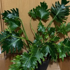 相談中  セロームの画像