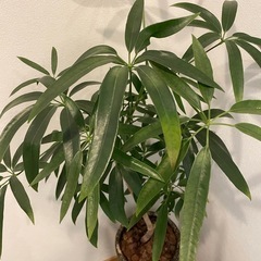 シェフレラ　観葉植物の画像