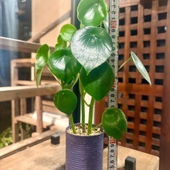 ペペロミア ジェイド （Peperomia polybotrya）の画像
