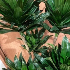 ドラセナ・コンバクタ　観葉植物の画像