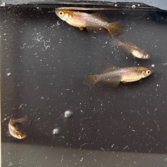 琥珀ヒカリメダカ 6匹　（暁めだか）の画像