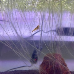 カラーチェリーシュリンプ　ミックス10匹＋2匹の画像