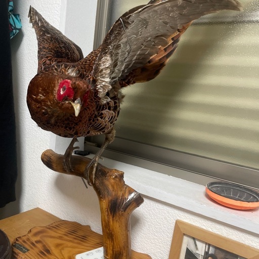 鳥の、剥製です
