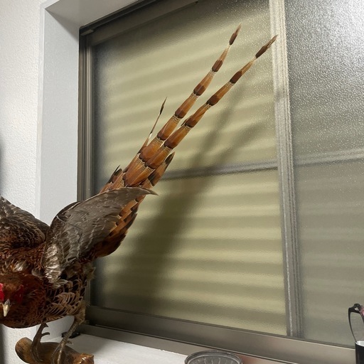 鳥の、剥製です