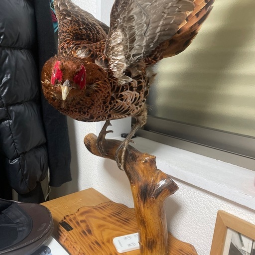 鳥の、剥製です