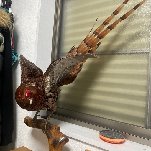 鳥の、剥製です