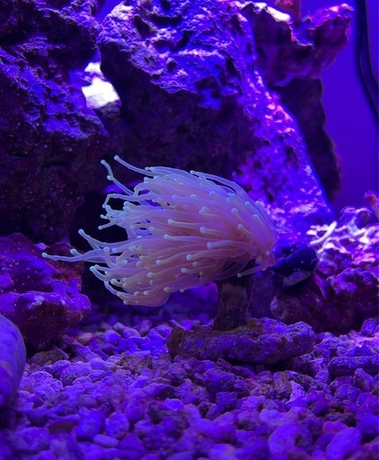 ハナサンゴ　ゴールド　ヘルファイアトーチ 10cm前後