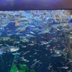 一旦返信止めます。無くなりそうなので、グッピー　MIX 稚魚　欲しいだけの画像