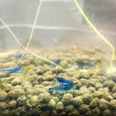 チェリーシュリンプ5匹＋１匹の画像