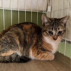 （トライアル予定）縞ミケ　天天（てんてん）