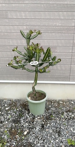 サボテン