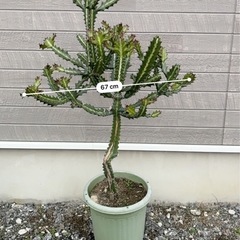 サボテンの画像