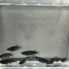 オロチ ダルマ〜ショート3ペア＋αの画像