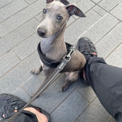 イタリアングレーハウンド