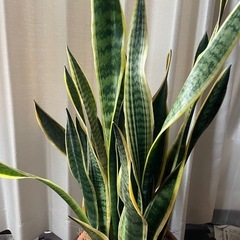 観葉植物　サンスベリアの画像