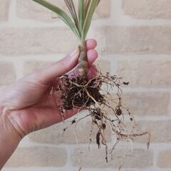 500円　ドラセナ　コンシンネ　レインボー　3号ポット苗　観葉植物の画像