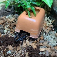 ダイオウサソリの画像