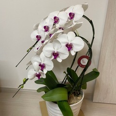 紅白　胡蝶蘭　3本立ての画像