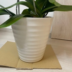 紅白　胡蝶蘭　3本立ての画像