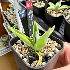 🌟No.24🌟小株【キュービック】の画像
