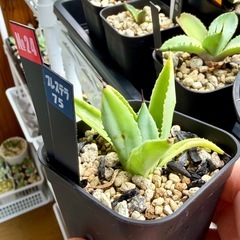 🌟No.24🌟小株【キュービック】の画像