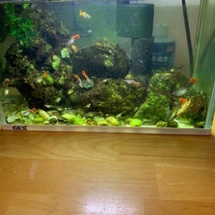 メスの魚を差し上げます。の画像