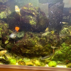 メスの魚を差し上げます。の画像