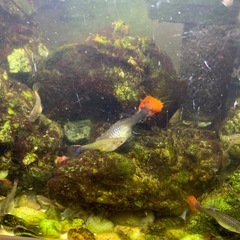 メスの魚を差し上げます。の画像