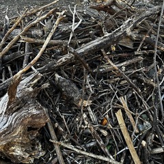 木くず　薪　まき　BBQ、焚き火などにいかが？の画像