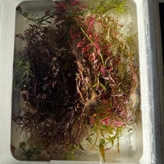 水草&アクアリウム用品色々の画像