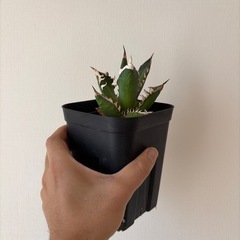 アガベ　レッドキャットウィーズル　赤猫の画像